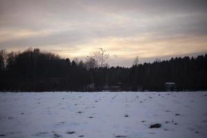 vinter- fält i kväll snö och skog. detaljer av ryska natur. foto