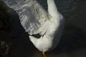 gås vingar. gås i by på damm. vit waterbird fjädrar. foto