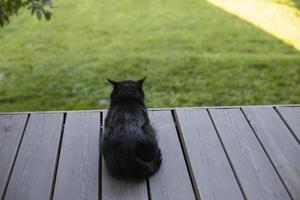svart katt på veranda. sällskapsdjur i sommar. katt med svart hår. foto