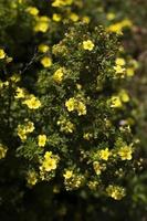 blommor i trädgård i sommar. blommande av växt. skön natur. foto