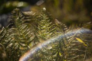 ormbunke i solljus. detaljer av natur. löv och stjälkar. foto