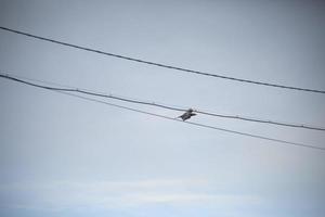 korp flugor genom ledningar. fågel i himmel. svart korp i blå himmel. foto