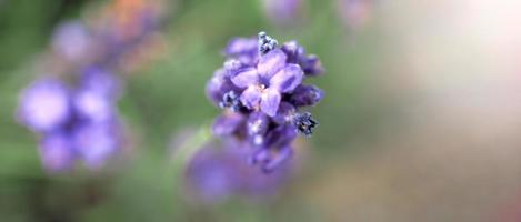 lavendelfält blommar i Hokkaido Japan för att koppla av på sommaren eller våren. foto