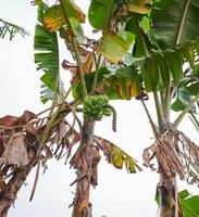 banan träd växande färsk på en plantage foto