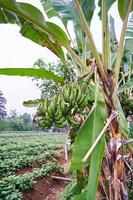 banan träd växande färsk på en plantage foto