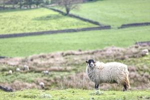 vit och svart får med yorkshire dales vista i de bakgrund foto