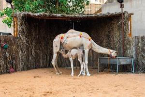 vit skön kamel mor med bebis dryck vatten i dubai bäck gammal stad foto