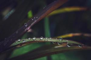 skön stor klar regndroppar på grön lämnar, morgon dagg droppar glöd i de Sol skön blad textur i natur natur bakgrund. foto