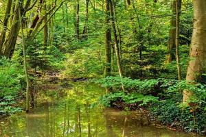 frodig grön träsk och tropisk skog scen. de Sol är toppar genom de tjock lövverk till avslöja en underbar naturlig landskap foto