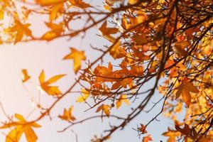 höst lövverk, gammal orange lönn löv, torr lövverk av träd, mjuk fokus, höst säsong, natur förändra, ljus mjuk solljus foto