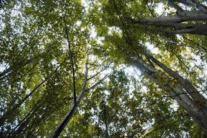 skön textur effekter av grön träd sett från Nedan, i ett italiensk skog i vår 2022 foto