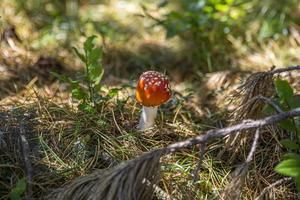 skön röd keps av amanita svamp i österrikiska skog. foto