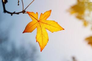 höst blad, gammal orange lönn löv, torr lövverk av träd, mjuk fokus, höst säsong, en förändra av natur, ljus mjuk solljus foto