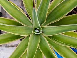 agave americana, några av dess allmänning namn inkludera maguey, amerikan aloe, vakt växt foto