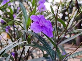 lila ruellia tuberosa, minnieroot, feber rot, lejongap rot, lamm potatis, är en arter av blommande växt i de familj acanthaceae. skott på de parkera fyrkant i de morgon- foto