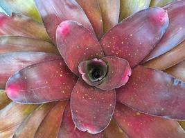 Neoregelia är en släkte av epifytisk blommande växter i de familj bromeliaceae, underfamilj bromelioideae foto