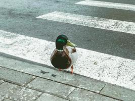 vild fågel i de stad Centrum. en Anka med en färgad huvud är gående längs de väg. fotgängare korsning för människor och fåglar. väg säkerhet foto