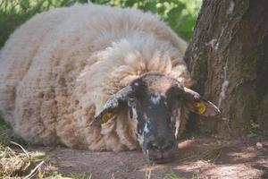 stänga upp porträtt av en får kikar ut från Bakom en träd foto