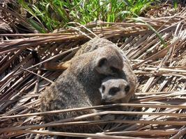 två meerkats kramas varje Övrig 3 foto