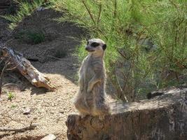 orolig suricate Sammanträde på en träd trunk 4 foto