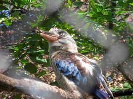 en blå bevingad dacelo leachii fågel Sammanträde på en gren, foto