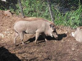 warthog gris i en Zoo foto