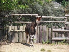 okapi giraff i en Zoo foto