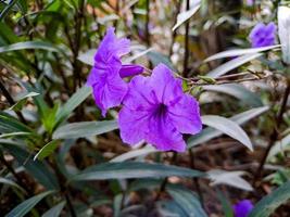 lila ruellia tuberosa, minnieroot, feber rot, lejongap rot, lamm potatis, är en arter av blommande växt i de familj acanthaceae. skott på de parkera fyrkant i de morgon- foto