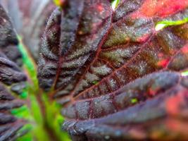 röd coleus textur med röd stjälkar lämplig för bakgrund foto