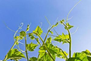 vegetabiliska kvist ombud blå himmel foto