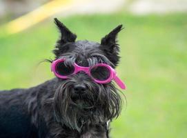 liten hund med glasögon foto