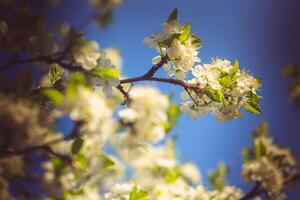 vit vår blomning träd retro foto