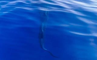enorm val haj simmar på de vatten yta cancun Mexiko. foto