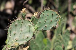 mycket skarp nålar på de löv av en stor kaktus. foto