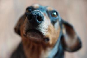närbild av porträtt taxhund foto