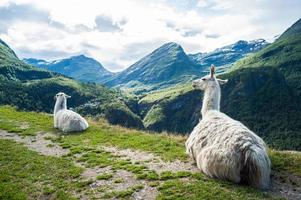 två vita lamor som sitter ner med vackert berglandskap