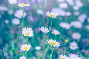 skön natur blommor. abstrakt solnedgång fält landskap av gräs äng på mjuk grön blå solnedgång soluppgång tid. lugn vår sommar natur närbild chamomiles daisy suddig fält bakgrund foto