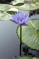 lotusblommor
