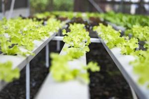 asiatisk kvinnor jordbrukare arbete tillsammans på organisk hydroponik vegetabiliska gårdar. hydroponik vegetabiliska trädgård ägare kvalitet kontrollera av grönsaker i de växthus foto