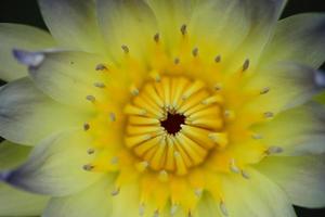 gul lotus gul pollenblomma med grönt blad