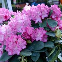 en stor buske blomning rosa rhododendron i botanisk trädgård foto