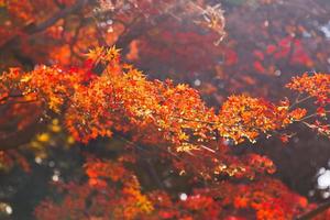 japanska lönnlöv på hösten