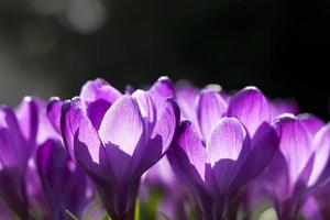 krokusblommor på våren foto