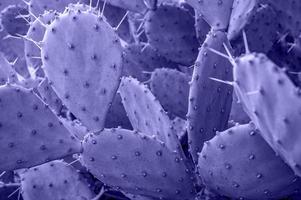 lila violett kaktus med nålar närbild på suddig bakgrund. taggig päron, opuntia växt bakgrund i trendig färger av de år 2022 mycket peri foto