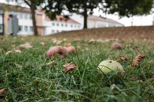 fallen rutten äpplen på de jord i ett fruktträdgård foto