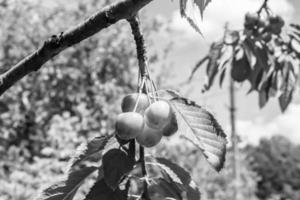 fotografi på tema skön frukt gren körsbär träd foto