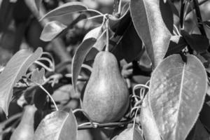 fotografi på tema vacker frukt gren päronträd foto