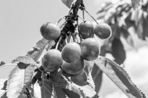 fotografi på tema skön frukt gren körsbär träd foto