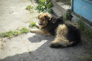 hund på gatan. herrelösa djur. husdjur försvann. foto