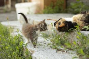 kattunge och katt i by. kattunge i sommar på gata. söt sällskapsdjur. foto